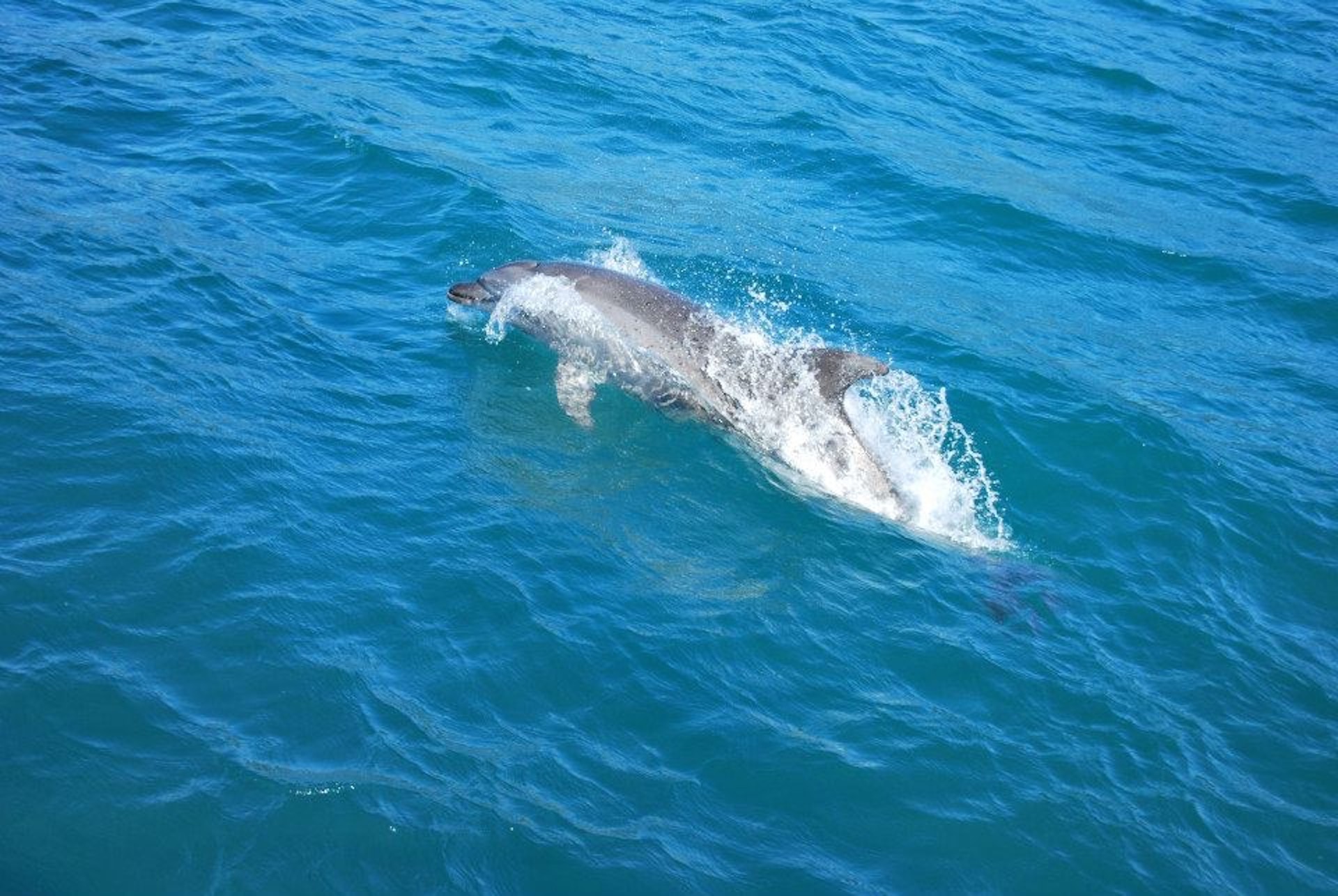 home-delfino